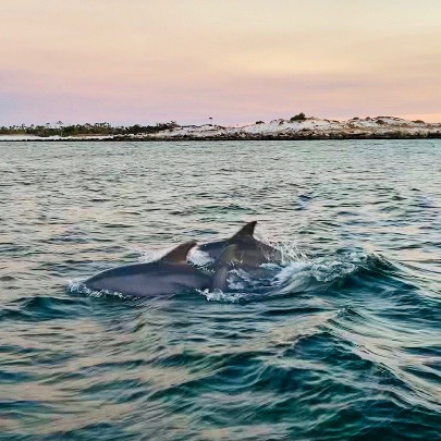 DOLPHINS PHOTO