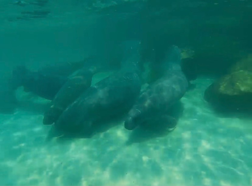 MANATEES PHOTO